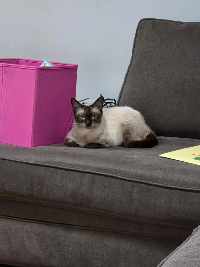 An adult medium-sized female Blue Point Siamese cat named Momma for adoption in Lincoln Park, NJ