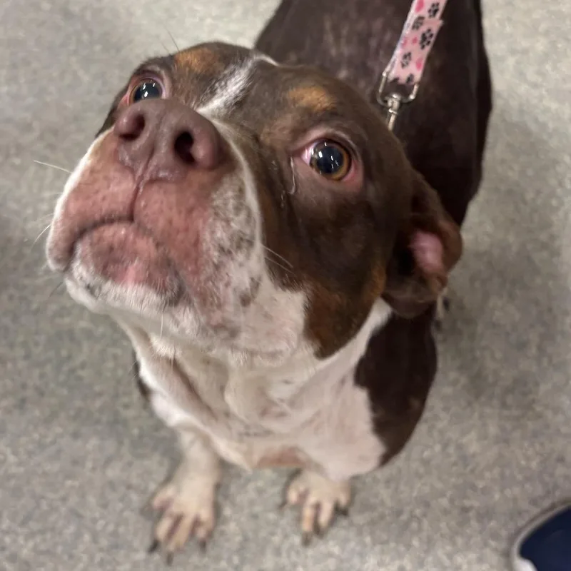 An adult medium-sized female White / Cream Mixed Breed dog named Margo for adoption in Jacksonville, FL