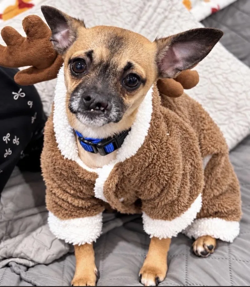 A baby small-sized female Chihuahua dog named Digit for adoption in Philadelphia, PA