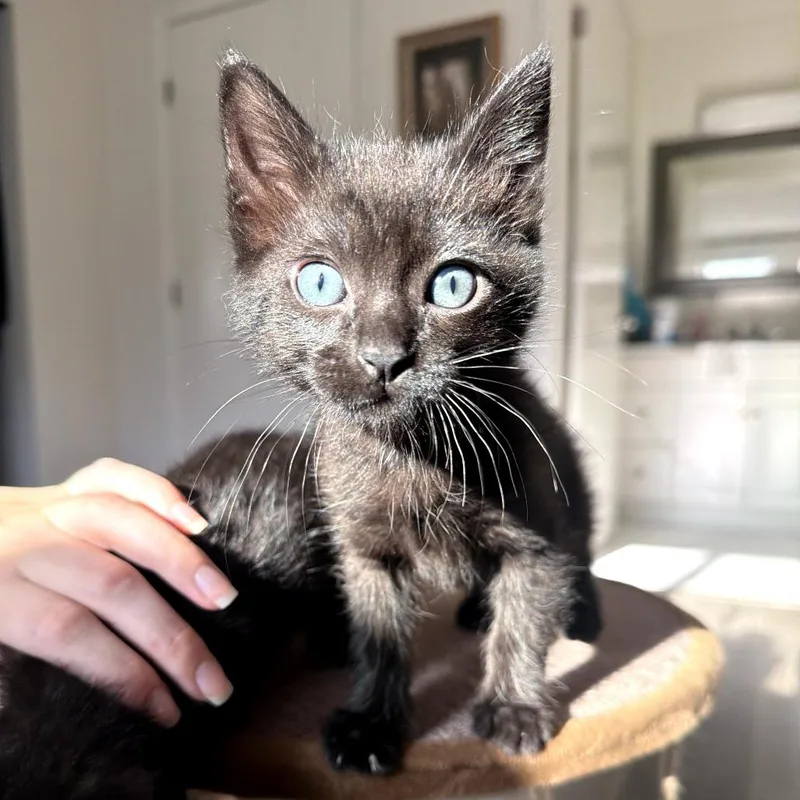 A baby small-sized male Black Domestic Short Hair cat named Augie for adoption in Long Beach, CA