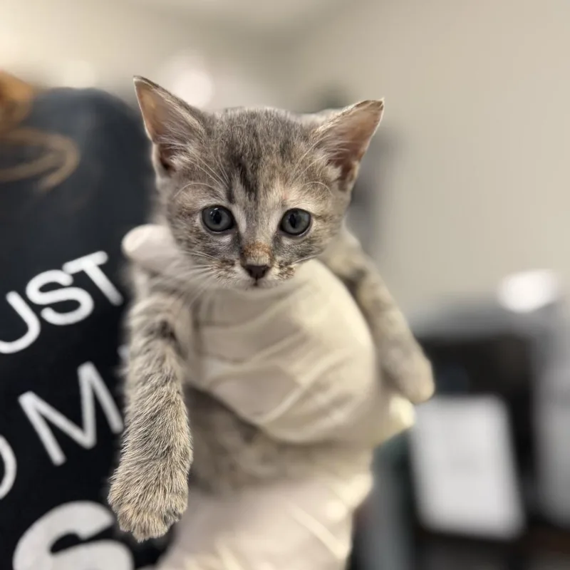 A baby small-sized female Gray / Blue / Silver Domestic Short Hair cat named Papaya for adoption in Houston, TX
