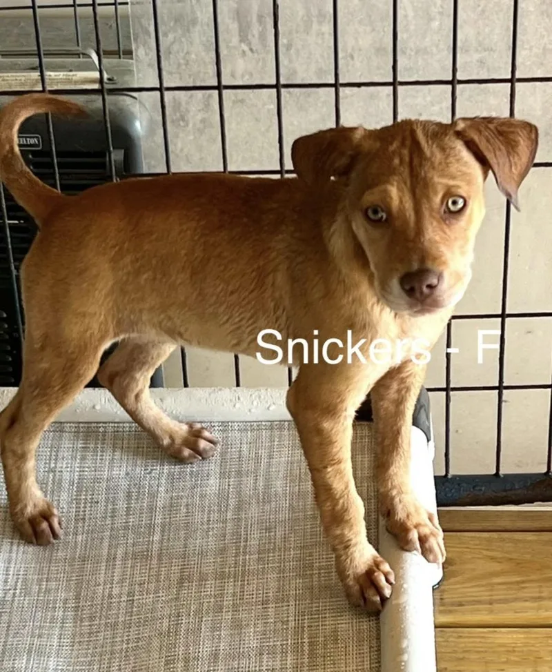 A baby medium-sized female Golden Mixed Breed dog named Snickers for adoption in Parma, OH