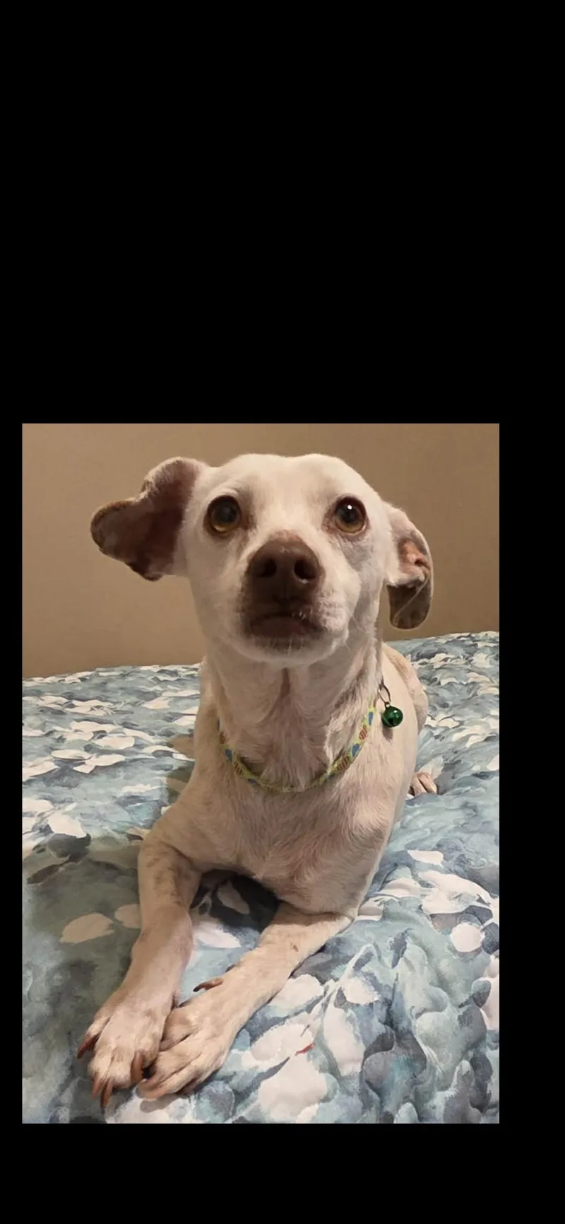 A young small-sized female White / Cream Chihuahua dog named Sam for adoption in Hamden, CT