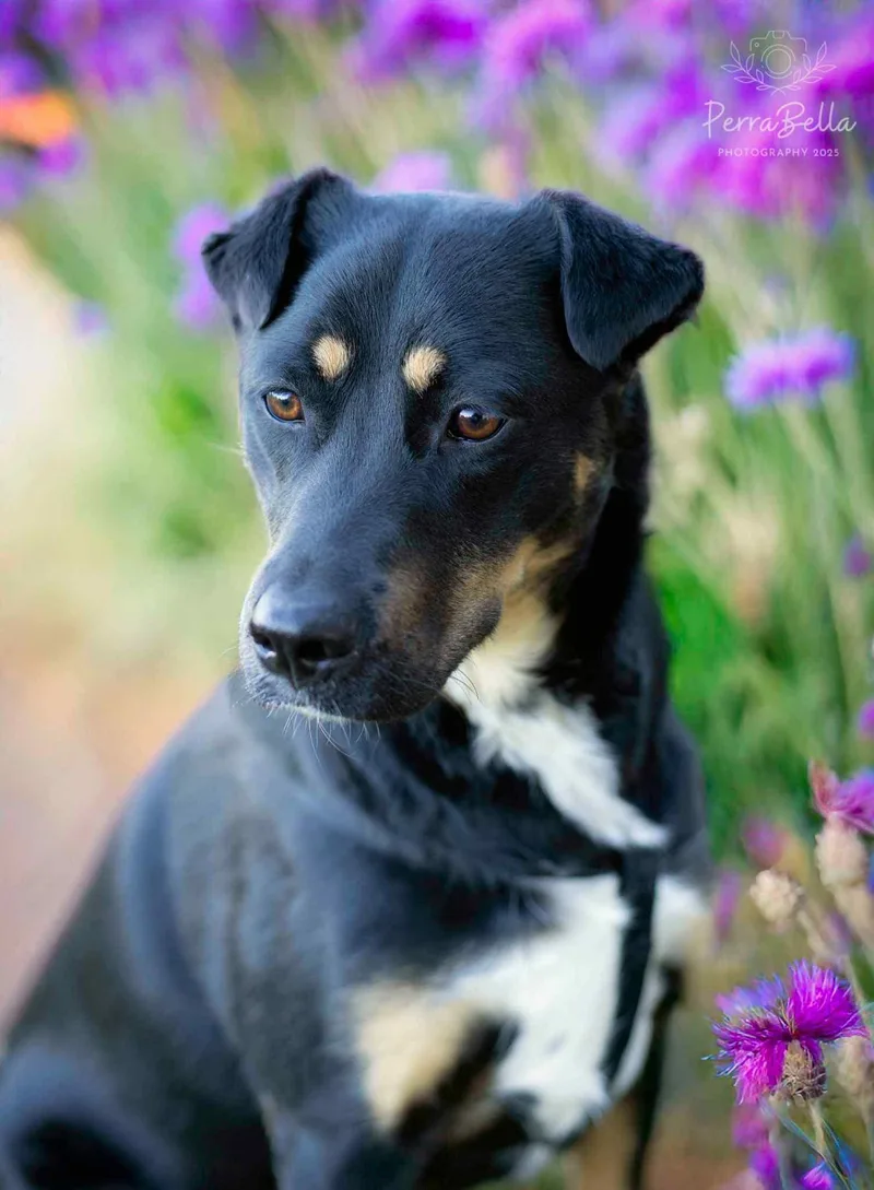 An adult large-sized female Rottweiler dog named Cadence for adoption in West Richland, WA