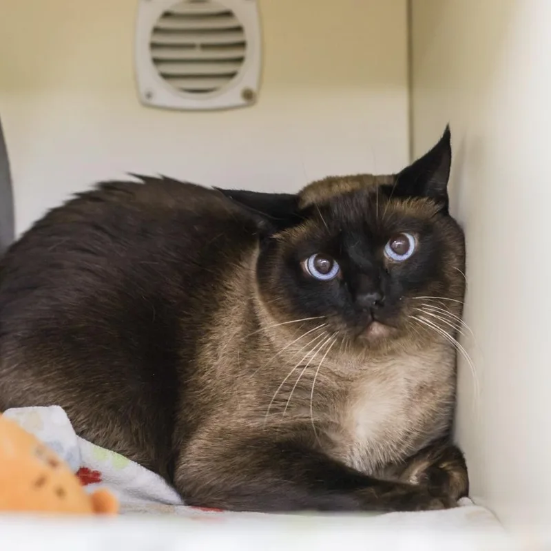 An adult small-sized male Siamese cat named Tadashi for adoption in Los Angeles, CA