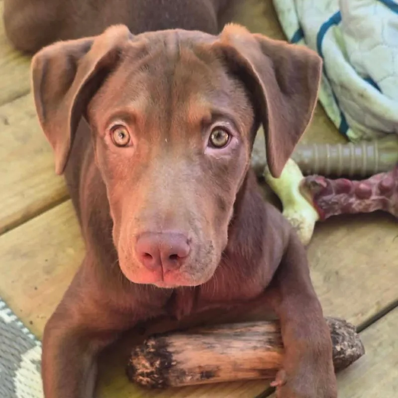 A baby medium-sized female Brown / Chocolate Labrador Retriever dog named Paisley for adoption in Alma, WI