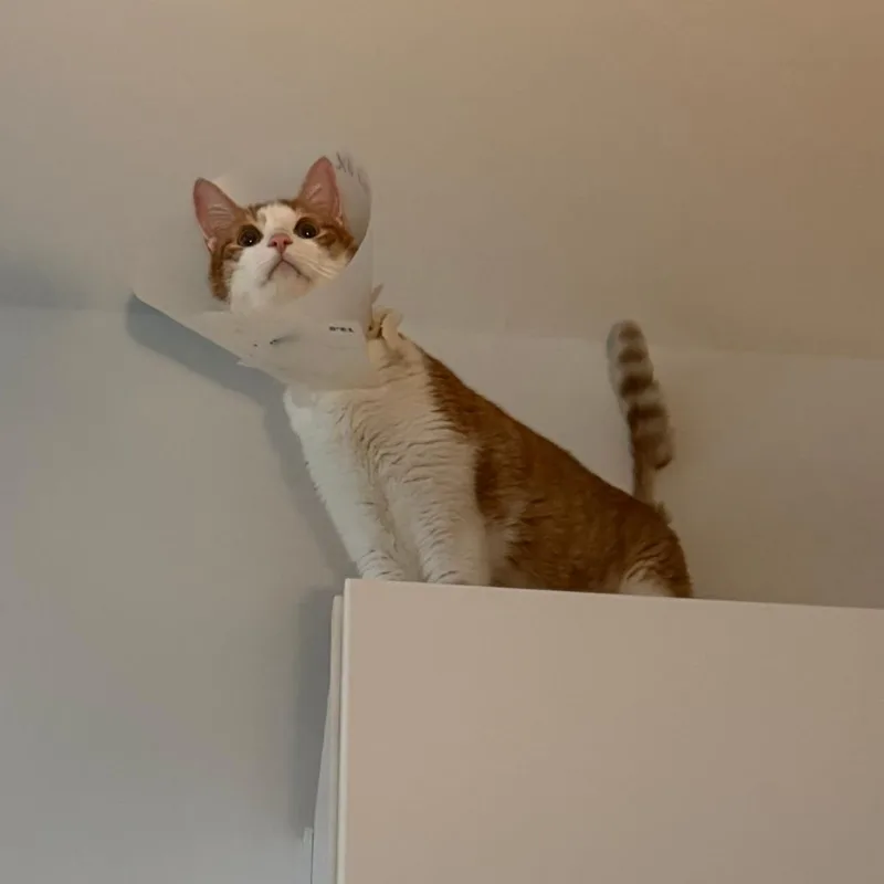 An adult large-sized male Orange / Red Domestic Short Hair cat named Cheddar for adoption in Austin, TX