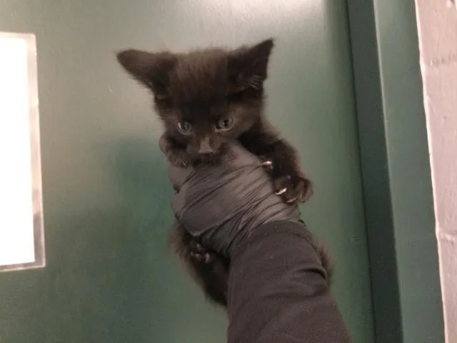 A baby small-sized male Domestic Short Hair cat named Dipsy for adoption in Thousand Palms, CA
