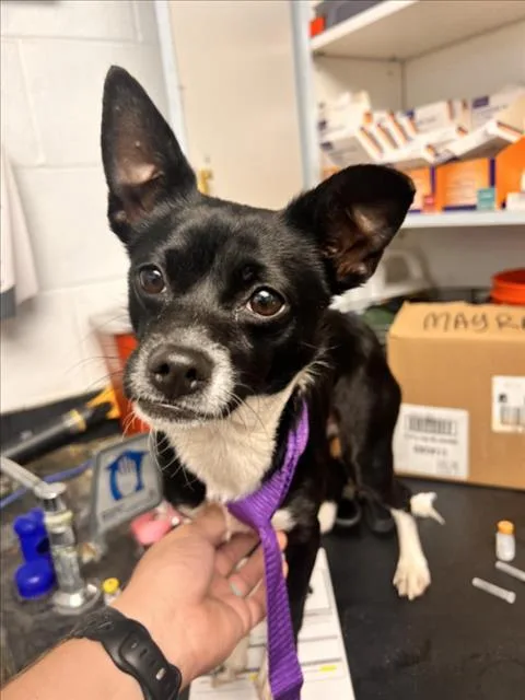 An adult small-sized male Chihuahua dog named Beryl for adoption in Woodland, CA