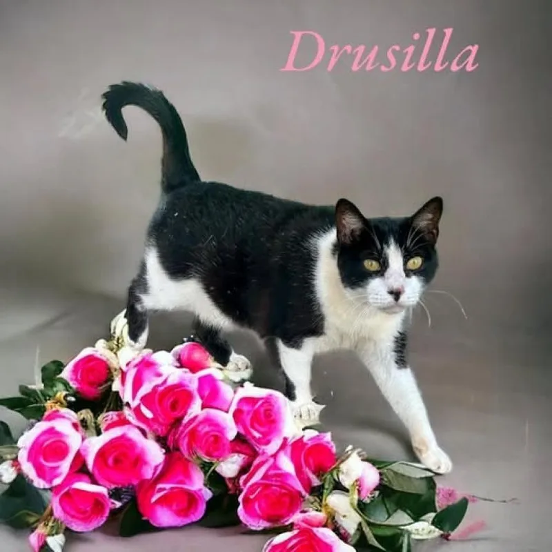 Drusilla