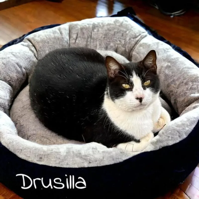 Drusilla thumbnail 2