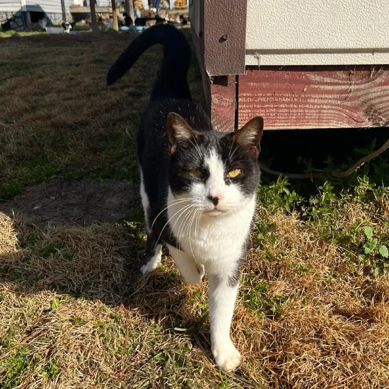 Drusilla thumbnail 3