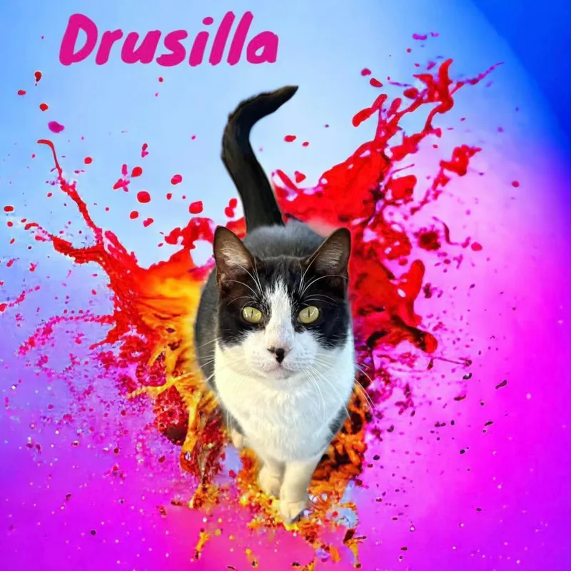 Drusilla thumbnail 4