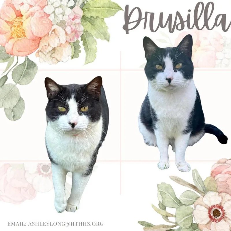 Drusilla thumbnail 5