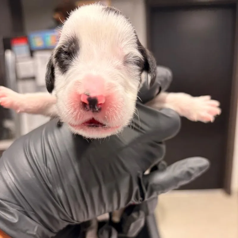 A baby medium-sized female Australian Cattle Dog / Blue Heeler dog named Flavia for adoption in Tampa, FL