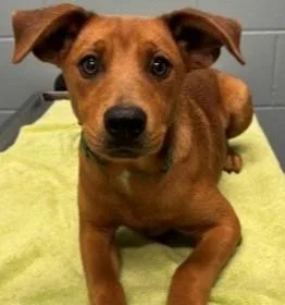 An adult medium-sized male Mixed Breed dog named Brownie for adoption in Kansas City, MO