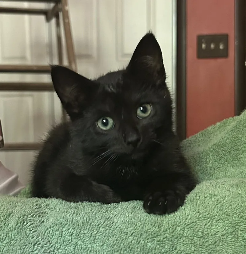 A baby medium-sized male Black Domestic Short Hair cat named Satchmo for adoption in Victor, NY