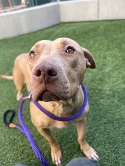 A young large-sized female Pit Bull Terrier dog named Meadow for adoption in San Jose, CA