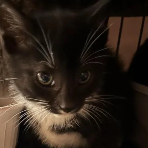 A baby small-sized female Black Domestic Short Hair cat named Parsley for adoption in Oceanside, NY