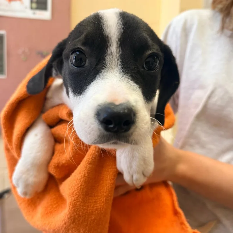 A baby small-sized male Black Mixed Breed dog named York for adoption in Corinth, MS