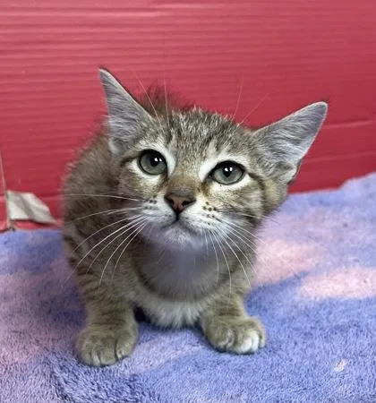 A baby small-sized female Domestic Short Hair cat named Cocoapuff for adoption in Houston, TX