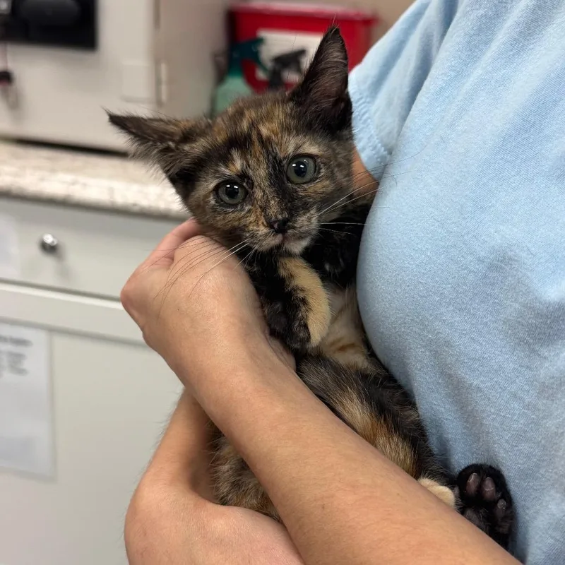 A baby small-sized female Domestic Short Hair cat named Lianna for adoption in Middleburg, FL