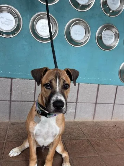 A baby medium-sized male Mixed Breed dog named Rocky B. for adoption in Honolulu, HI