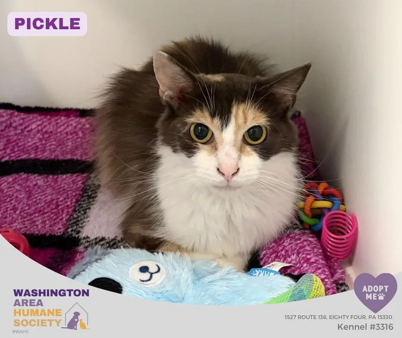An adult medium-sized female Calico Domestic Long Hair cat named Pickles for adoption in Eighty Four, PA