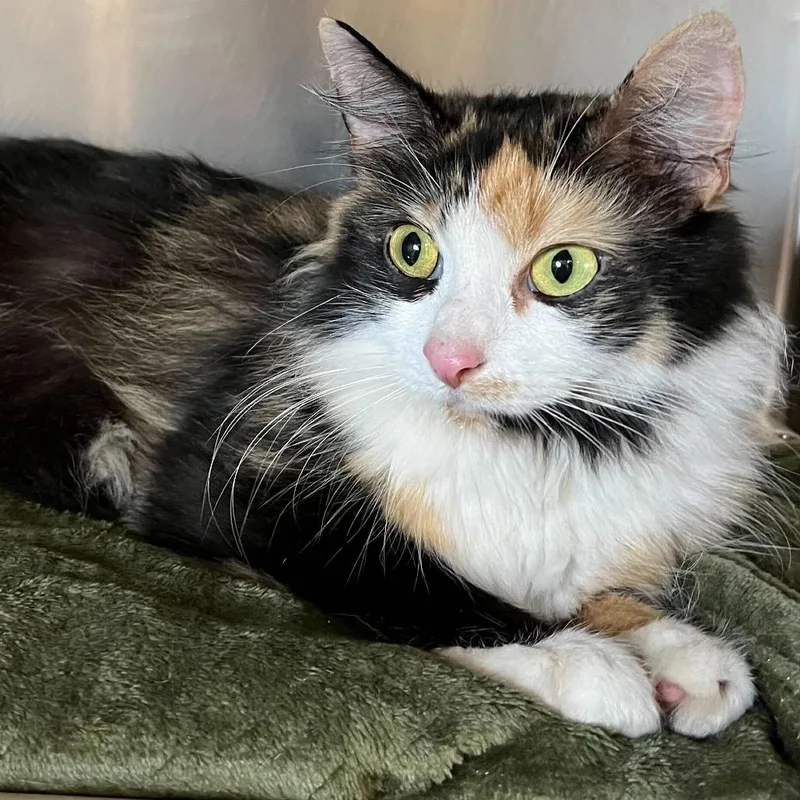 An adult medium-sized female Tortoiseshell Domestic Long Hair cat named Montstray for adoption in Perkiomenville, PA
