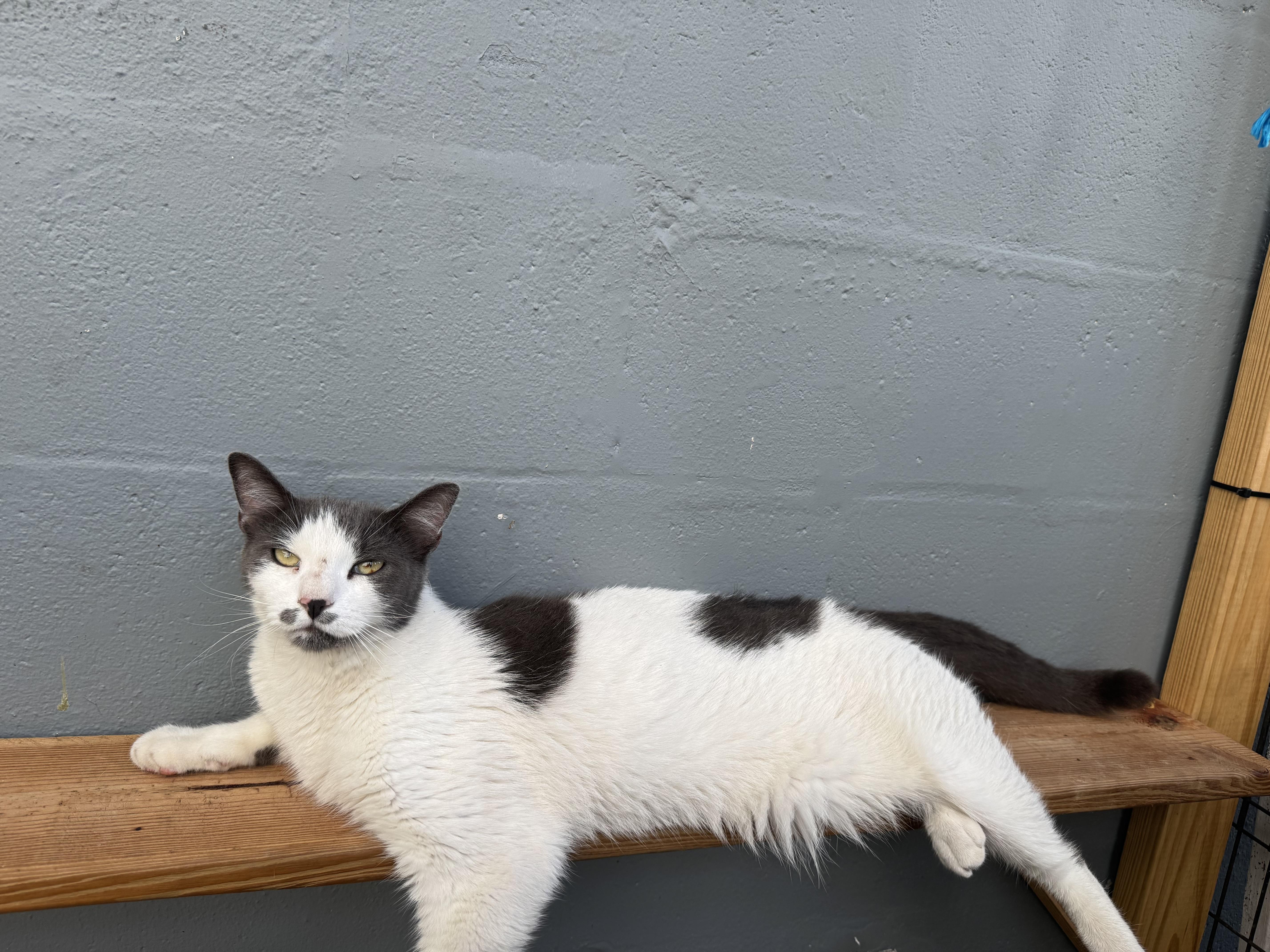 An adult medium-sized female Gray & White Domestic Short Hair cat named Ponyo for adoption in largo, FL