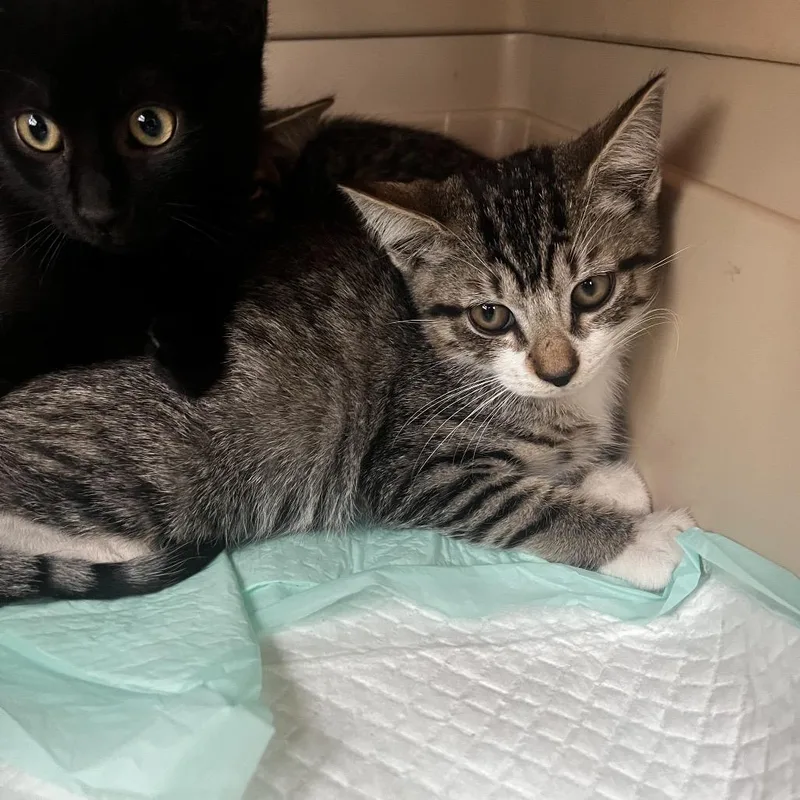 A baby small-sized male Brown / Chocolate Domestic Short Hair cat named Rocco for adoption in Pasadena , MD