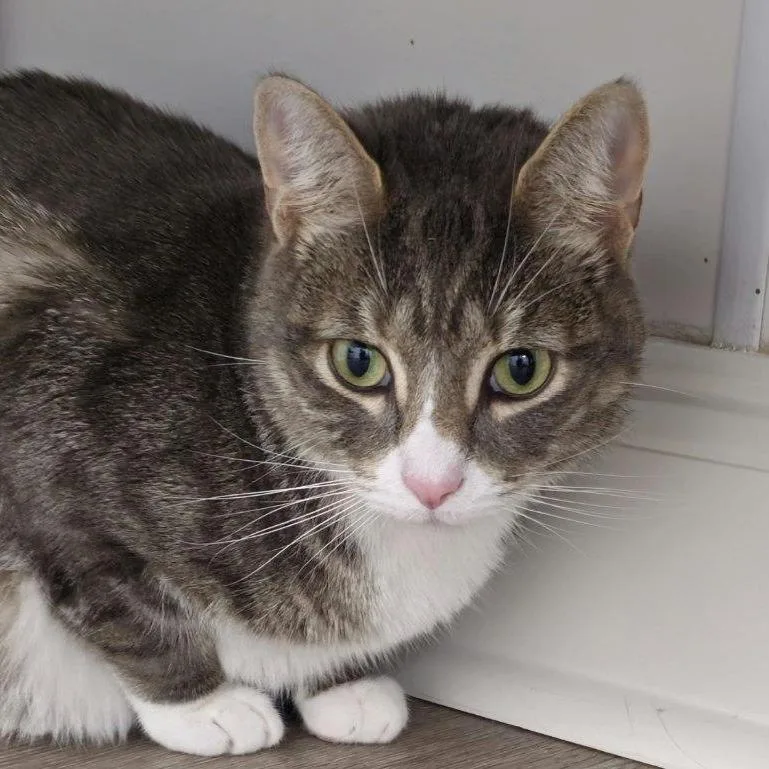An adult small-sized male Domestic Short Hair cat named Gilligan for adoption in Cumming, GA