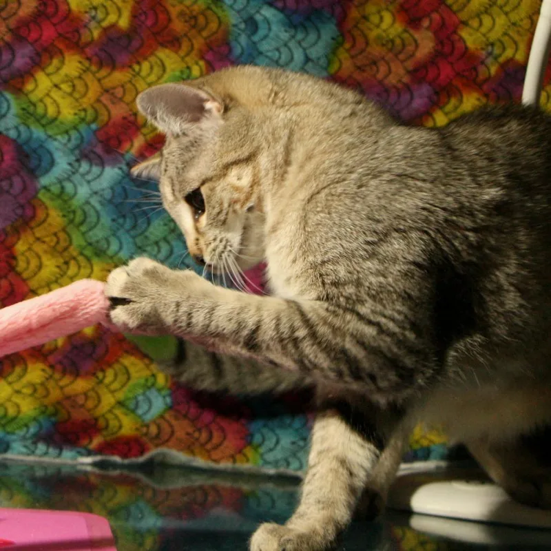 Heather Gummer thumbnail 5