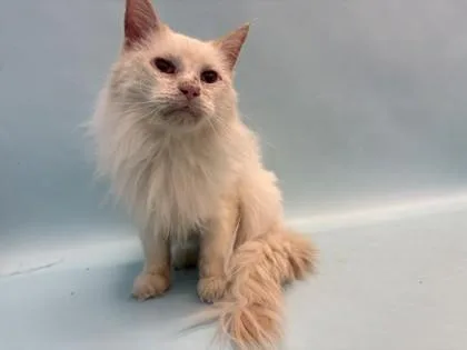 Taro