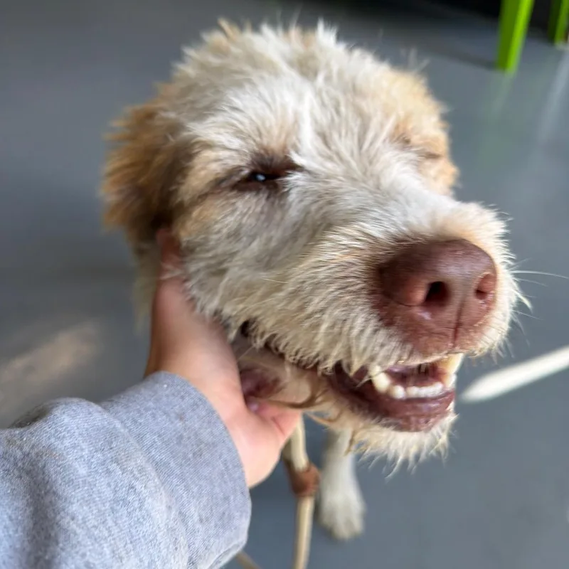 Biscuit thumbnail 2