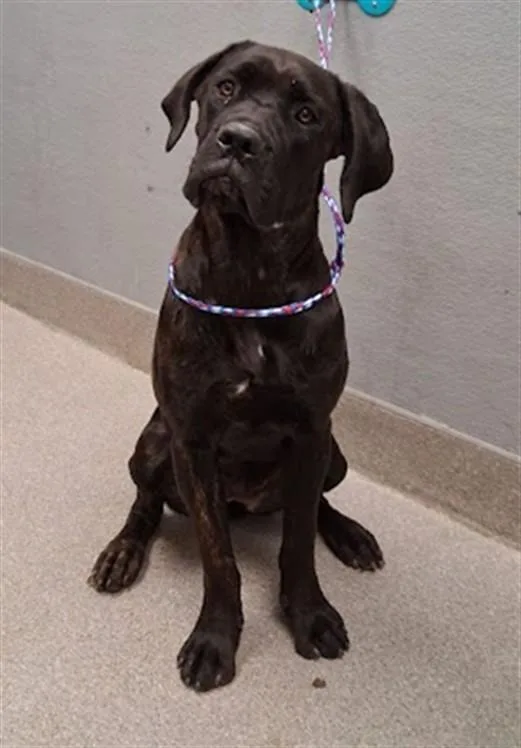 A young extra large-sized female Cane Corso dog named Annie for adoption in Las Vegas, NV