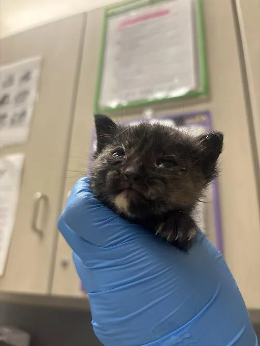 A baby small-sized female Domestic Short Hair cat named Samantha for adoption in Las Vegas, NV