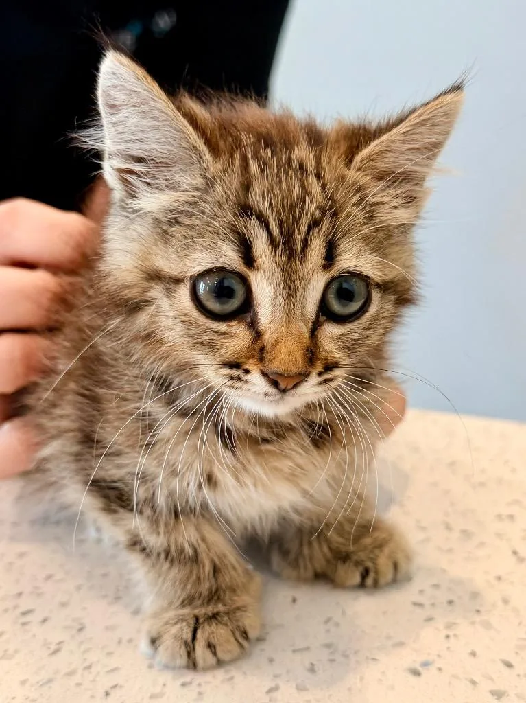 A baby small-sized female Extra-Toes Cat / Hemingway Polydactyl cat named Cava for adoption in Cape Coral, FL