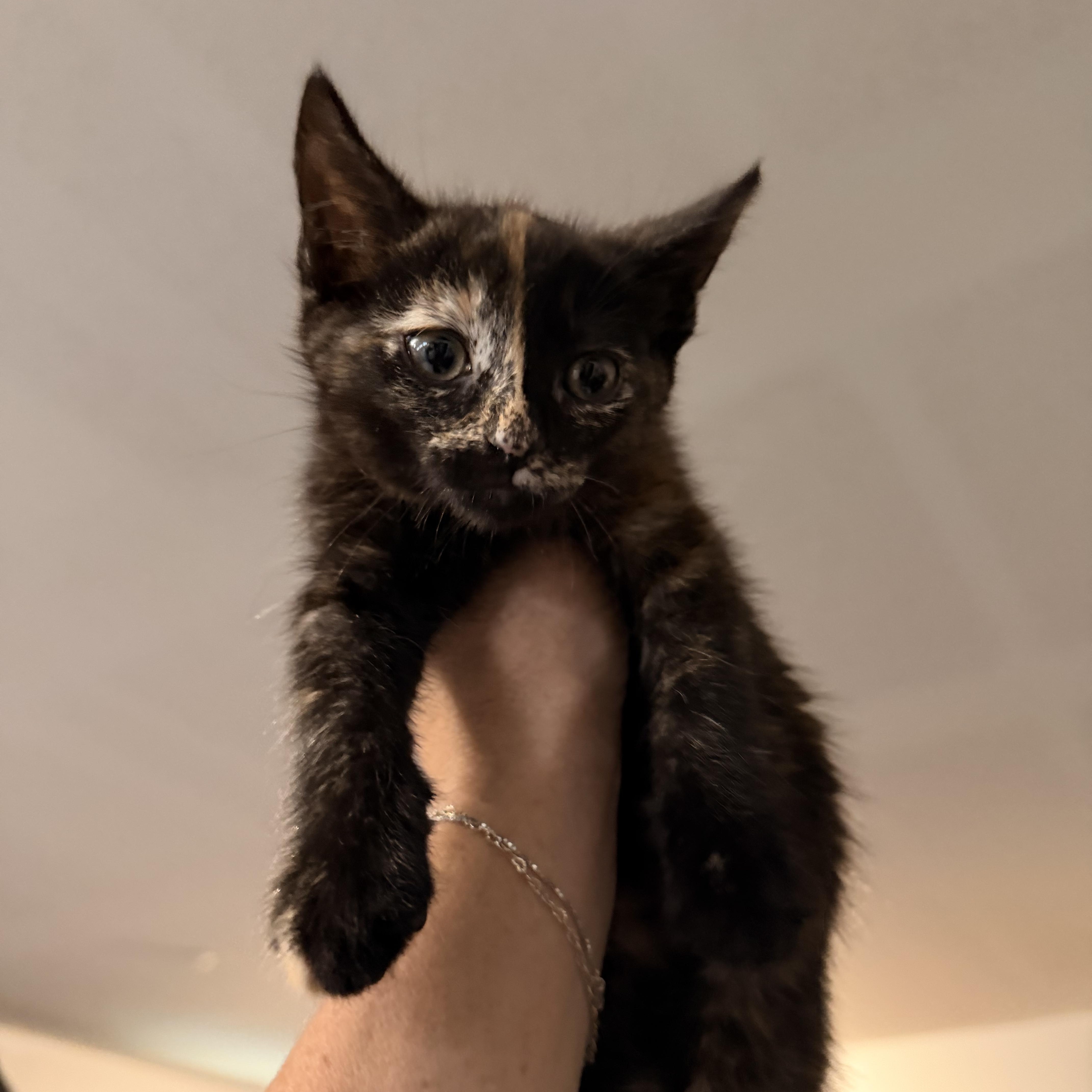 Licorice