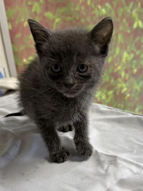 A baby small-sized male Domestic Short Hair cat named Seashell for adoption in San Antonio, TX