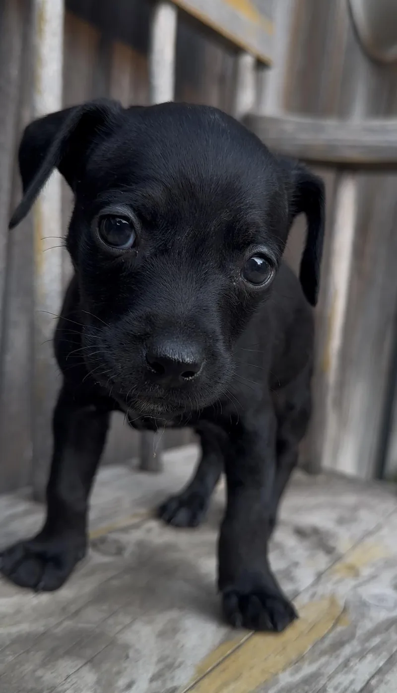 A baby small-sized male Chihuahua dog named Guess for adoption in Windsor, CO