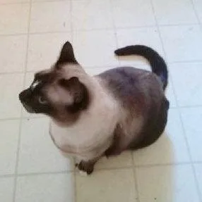 An adult medium-sized female Siamese cat named SAMMY   Offered for adoption in Hillsboro, OR
