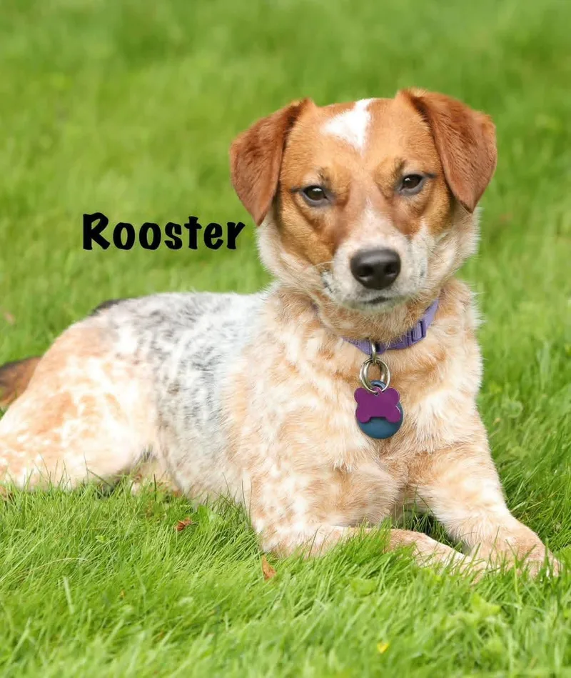 Rooster