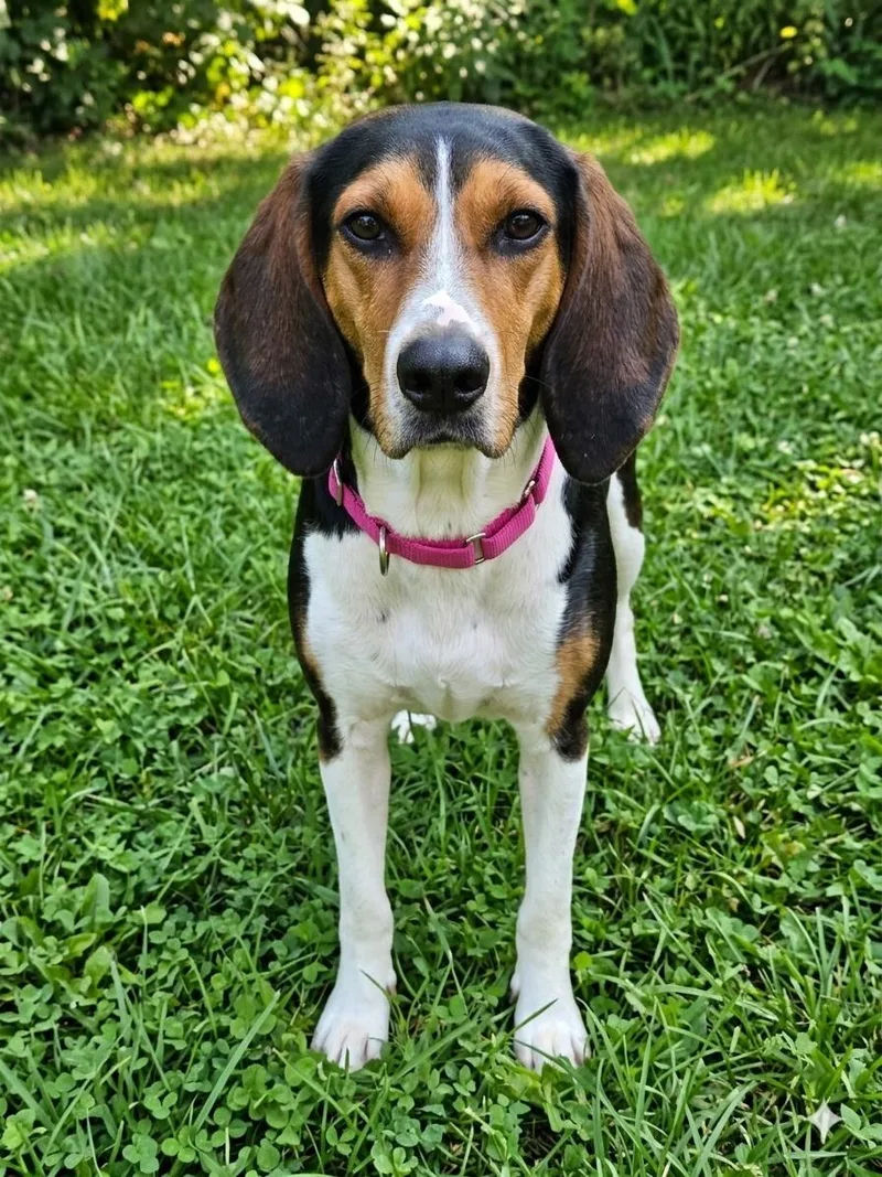 An adult large-sized female Treeing Walker Coonhound dog named Luna for adoption in TULSA, OK