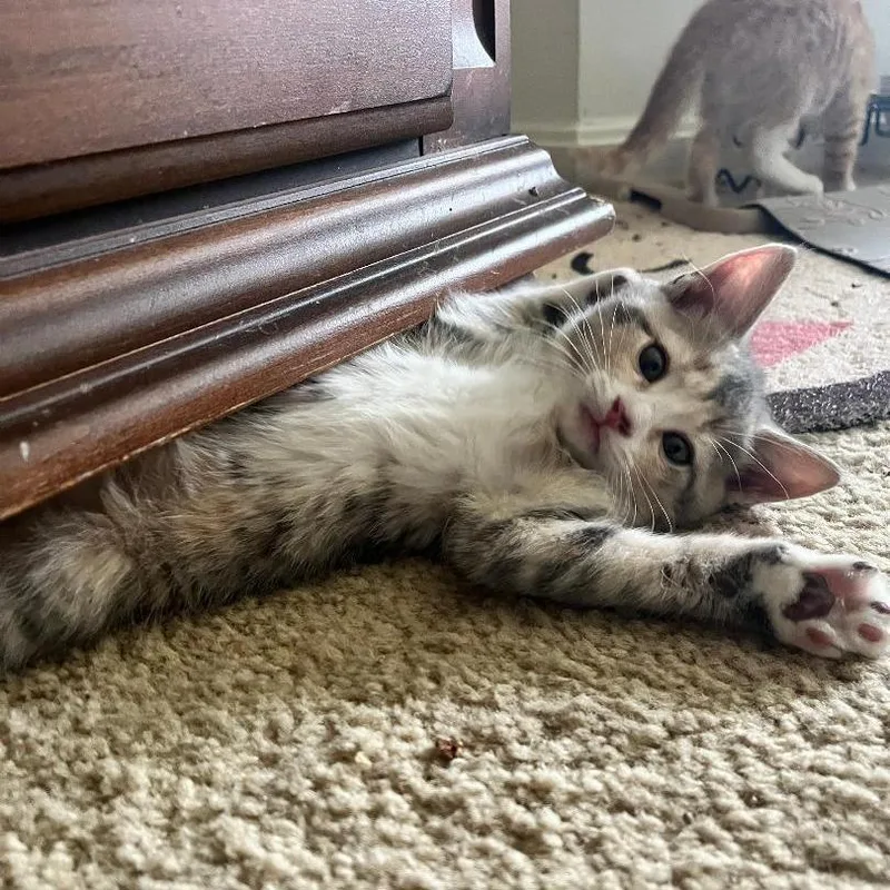 A baby small-sized female Gray / Blue / Silver Domestic Medium Hair cat named Marietta for adoption in Baltimore, MD