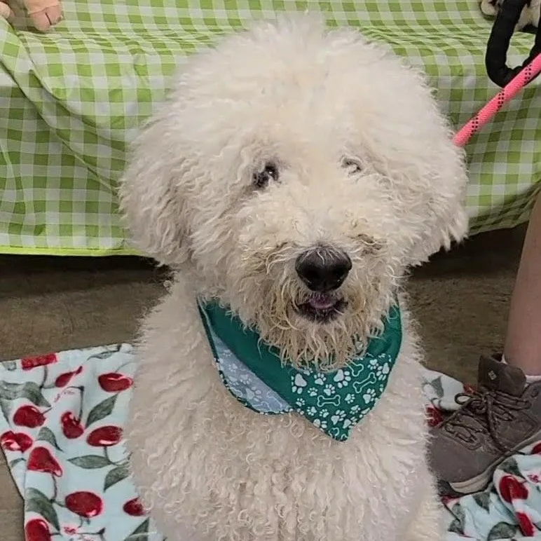 An adult medium-sized male White / Cream Poodle dog named Elon for adoption in Woolwich, ME
