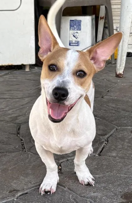 A young small-sized male Terrier dog named T. Shough for adoption in New Orleans, LA