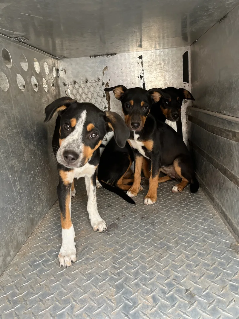 Puppy  Jackson Street