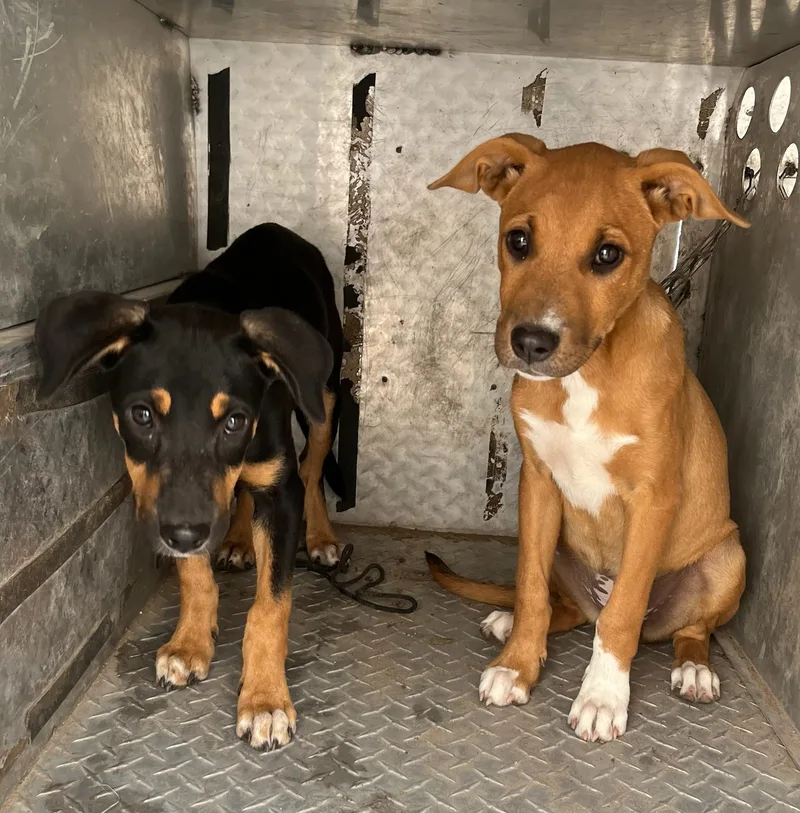 Puppy  Jackson Street thumbnail 2