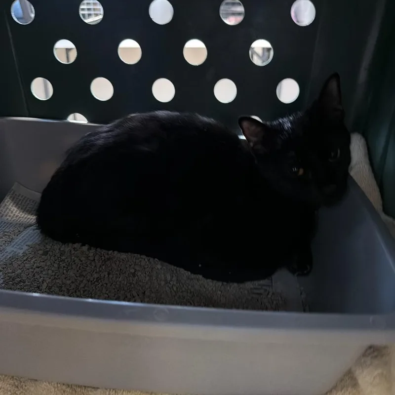A young medium-sized female Domestic Short Hair cat named Teal for adoption in Tacoma, WA
